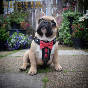 Ham Bowtie-Papion, Piele Naturala, Negru/Rosu, Marime S, Produs Redus - Img 3