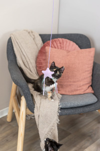 Jucarie pentru Pisici cu Catnip, Stea pe Bat, 40 cm, 45659 - Img 3