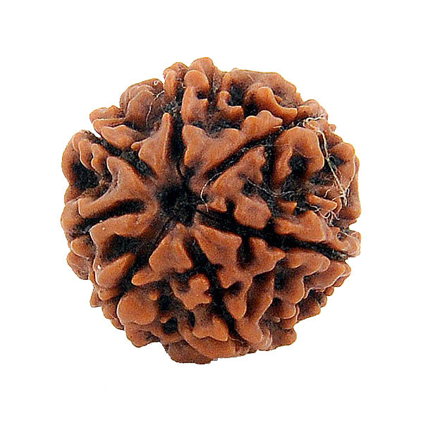 Ce e Rudraksha?