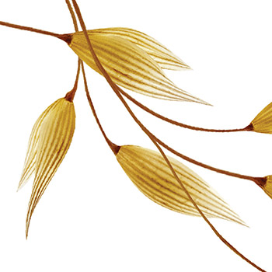 Avena