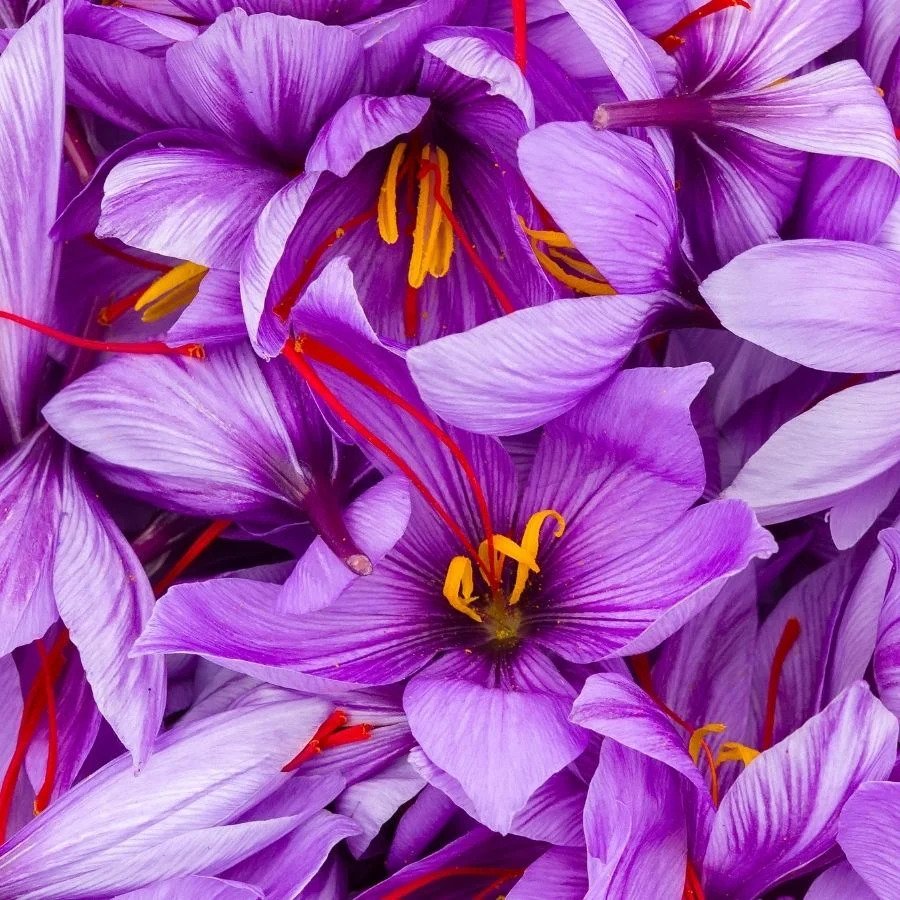 Pistilli di Zafferano
