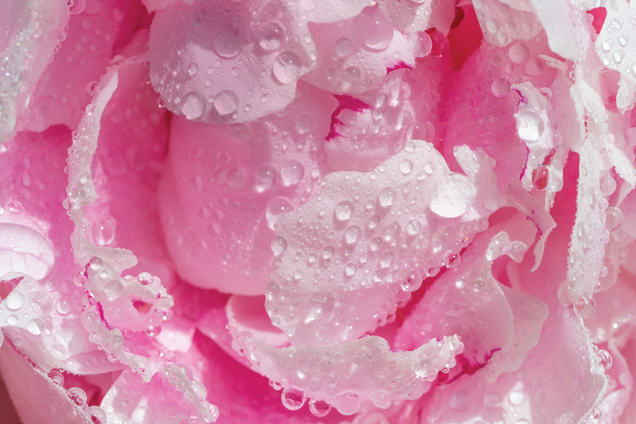 Peonia