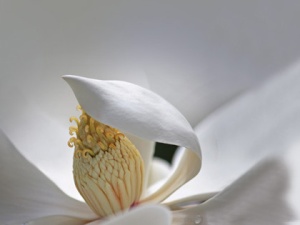 Rezerva odorizant camera Spring Air Magnolie - Img 2
