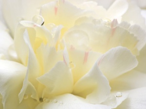 Rezerva odorizant camera White Flower - Img 2