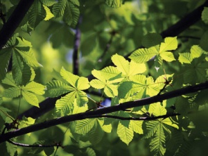 Rezerva odorizant camera Green Forest profesional - Img 2