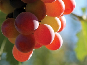 Rezerva odorizant camera Spring Air Grapes - Img 2