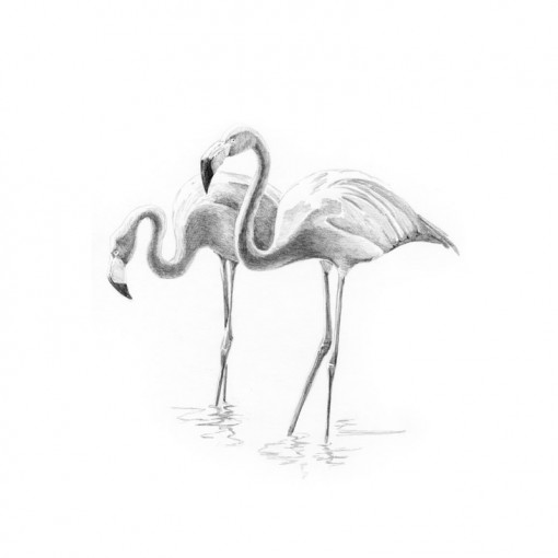 Crochiu incepatori-Flamingo 13x18 cm