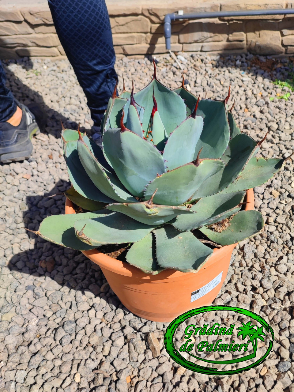 Agave Parryi var.Truncata 40cm