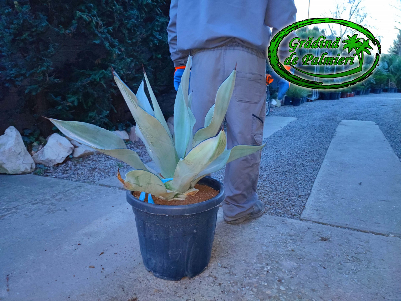 Agave Weberi 30L agave-weberi-30l
