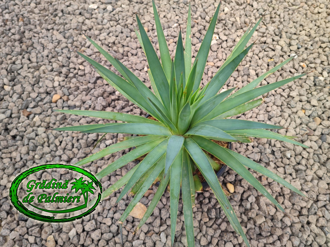 Agave Striateosa 'Straight and Narrow' 35cm Ø