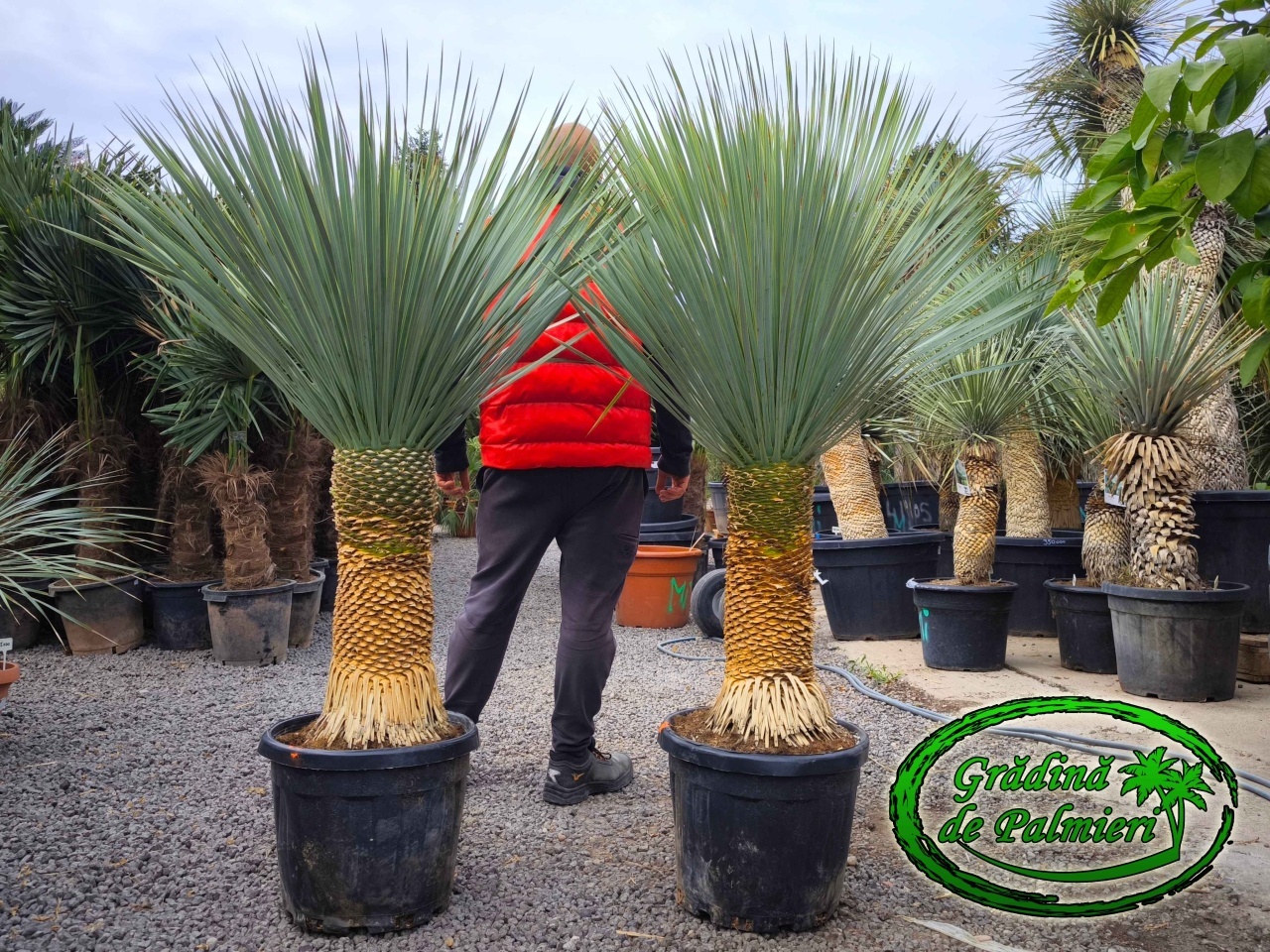 Yucca Rostrata trunchi 60-70cm