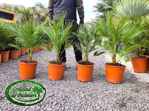 Chamaerops Humilis 70-80cm inaltimea totala
