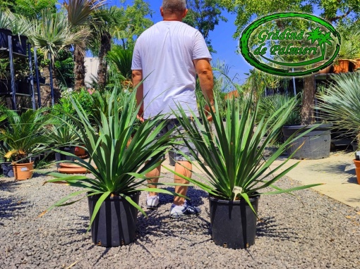 Dracaena Draco - Palmierul Dragonului 90-100cm