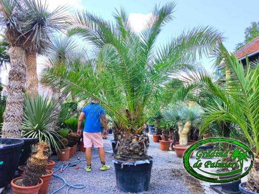 Phoenix Canariensis trunchi 50cm
