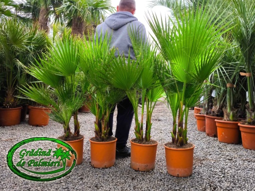 Washingtonia Robusta grup 120-130cm înălțimea totală