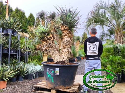 Yucca Rigida MULTI var. 2