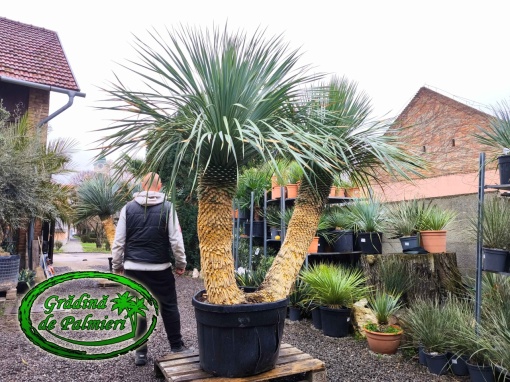 Yucca Rostrata EXTRA Dublu var. 2