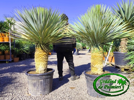 Yucca Rostrata X Rigida trunchi 70-80cm