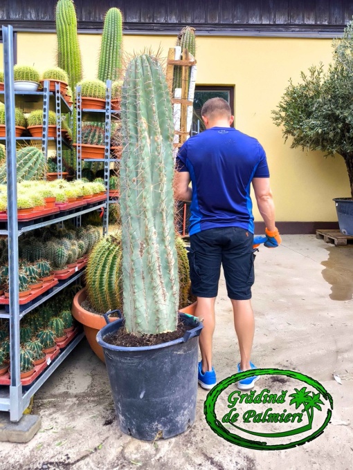 Cactus Trichocereus Pasacana 170-180cm inaltime totala
