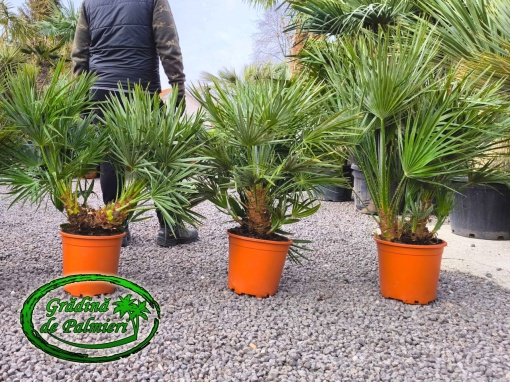 Chamaerops Humilis 80-90cm inaltimea totala EXTRA
