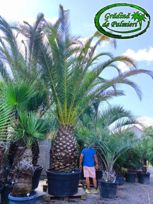 Phoenix Canariensis trunchi 160cm var. 1