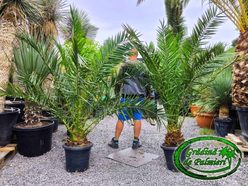 Phoenix Canariensis trunchi 20cm