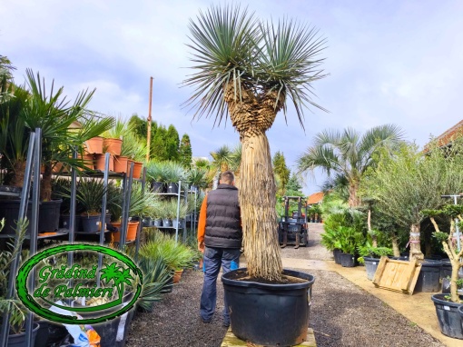 Yucca Rigida 3 CAP var. 3
