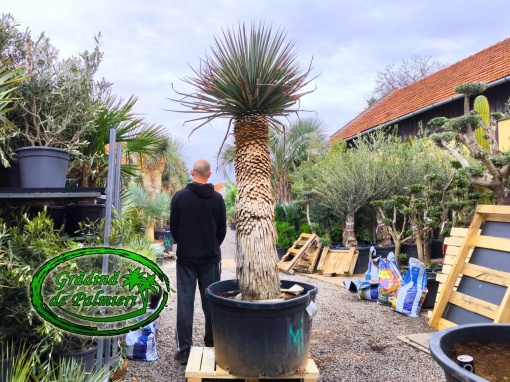 Yucca Rigida var. 1