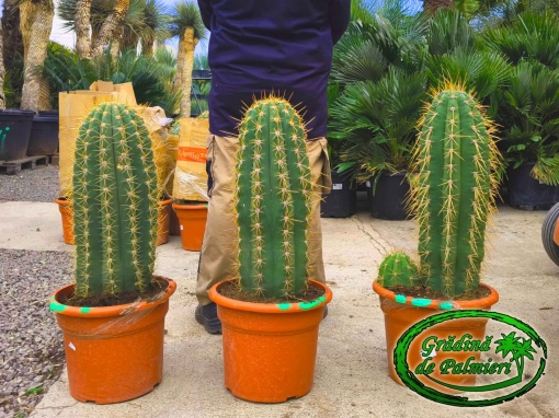 Cactus Trichocereus Pasacana 70-80cm