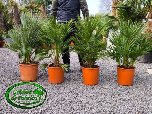 Chamaerops Humilis 80-90cm inaltimea totala