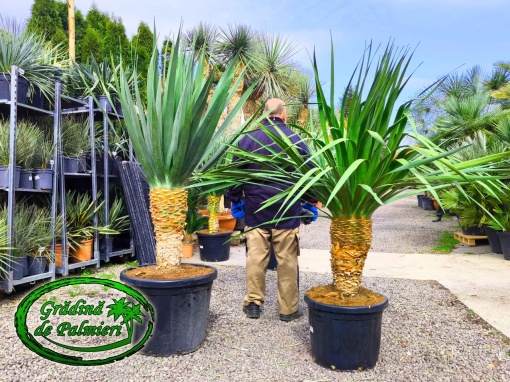 Dracaena Draco - Palmierul Dragonului 165-180cm