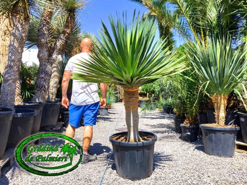 Dracaena Draco - Palmierul Dragonului EXTRA