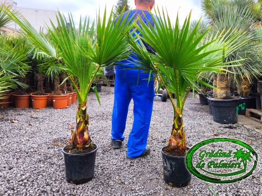 Washingtonia Robusta 120-130cm înălțimea totală