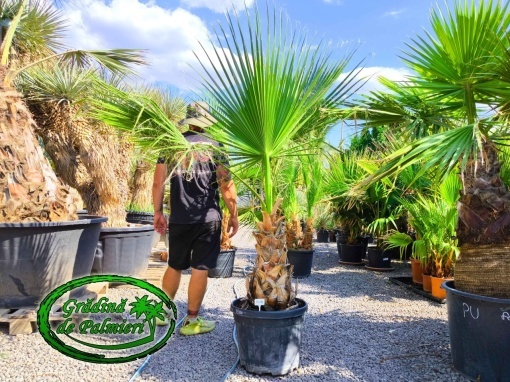 Washingtonia Robusta trunchi 50-60cm