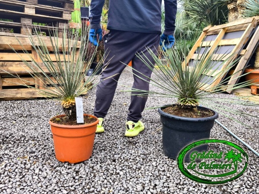 Yucca Elata 60-80cm inaltime totala