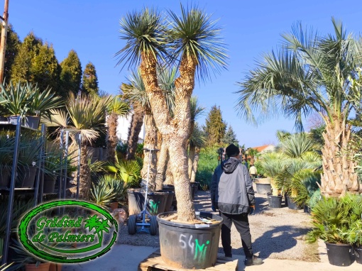 Yucca Elata trunchi 235cm DUBLU var. 1