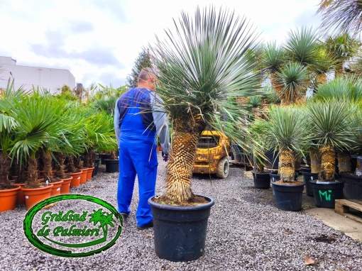 Yucca Elata trunchi 70-80cm