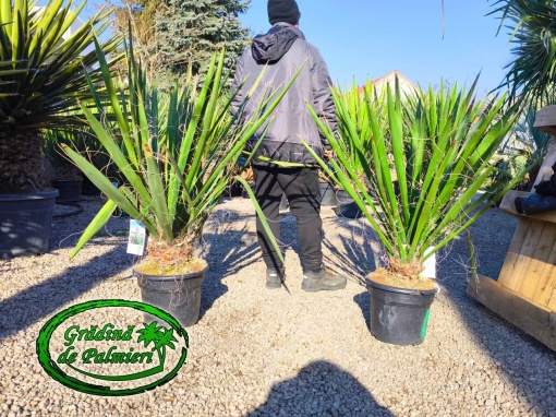 Yucca Faxoniana - Faxon yucca 120cm inaltime totala