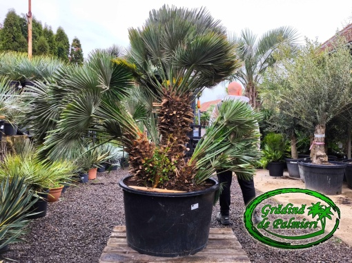 Chamaerops Humilis Vulcano Gigant var. 2