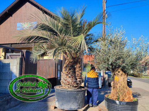 Jubaea Chilensis - Palmier Jubea trunchi 130cm GIGANT