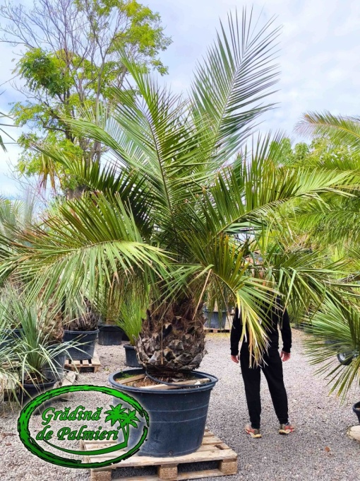 Jubaea Chilensis - Palmier Jubea trunchi 90-100cm