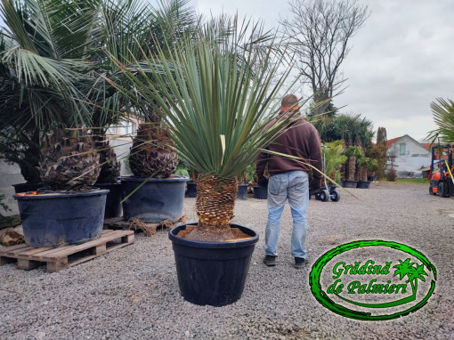 Nolina Nelsonii GIGANT