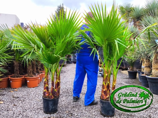 Washingtonia Robusta grup 130-140cm înălțimea totală