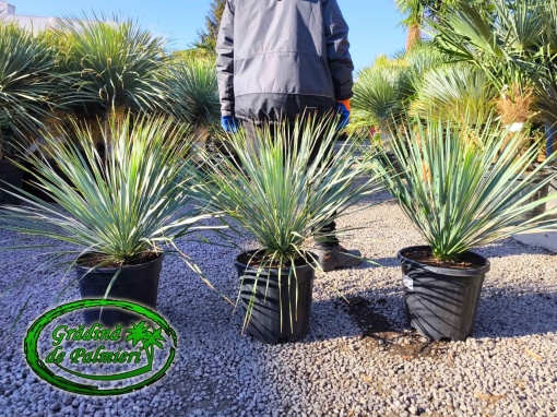 Yucca Rostrata 70-90 inaltime totala