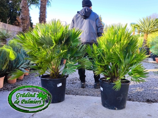 Chamaerops Humilis Vulcano 100-120 cm inaltime totala