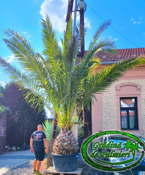 Phoenix Canariensis trunchi 80cm