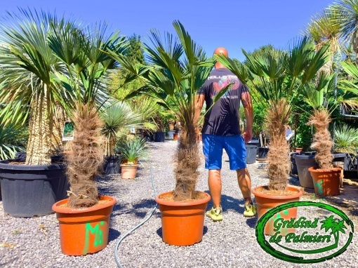Trachycarpus Wagnerianus trunchi 70-80cm