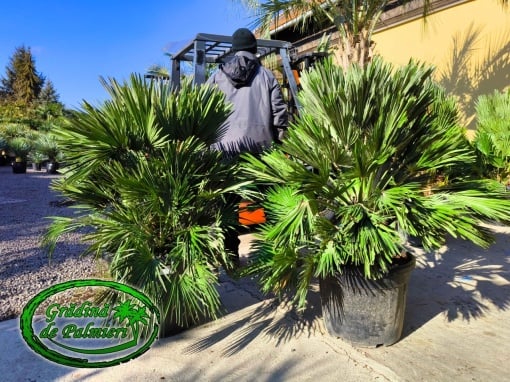 Chamaerops Humilis Vulcano 120-150 cm inaltime totala
