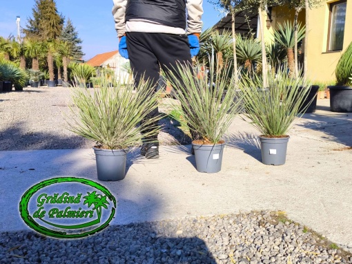 Yucca Elata 60-70cm inaltimea totala