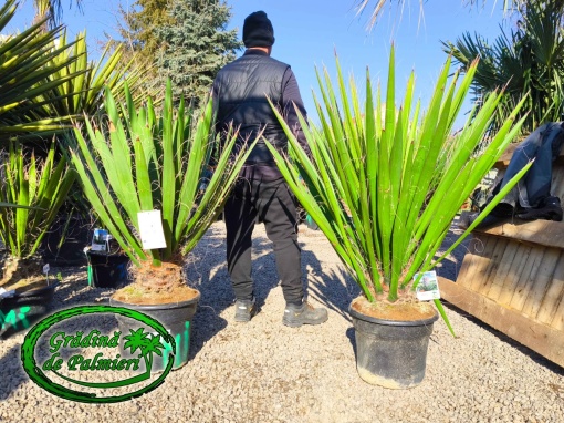 Yucca Faxoniana - Faxon yucca 120-140cm inaltime totala